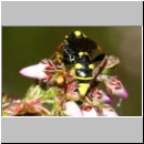 Listrodromus nycthemerus - Schlupfwespe 01c 7mm auf Calluna vulgaris - Niedringhaussee-fdet02.jpg